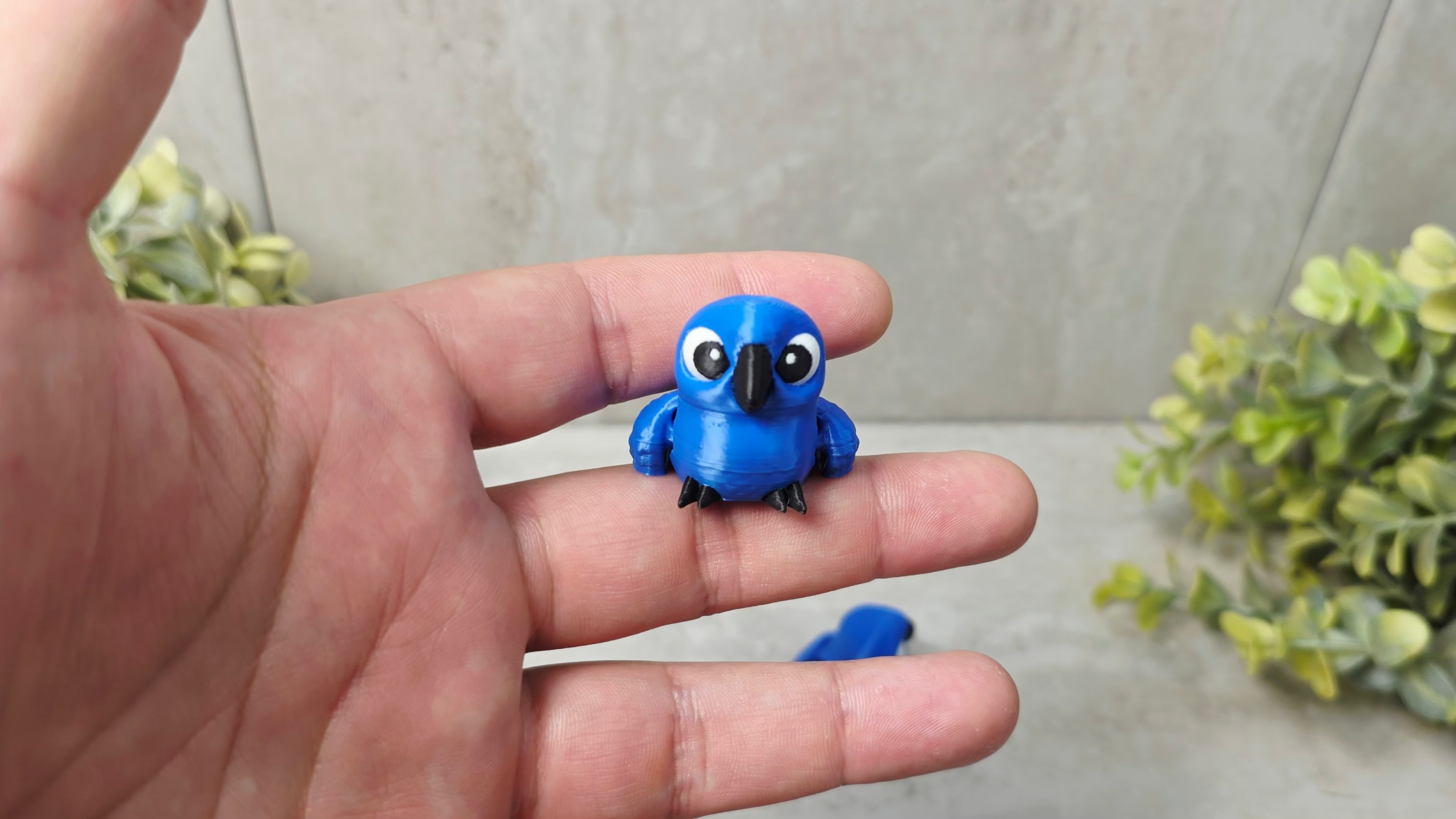 Hyacinth Macaw