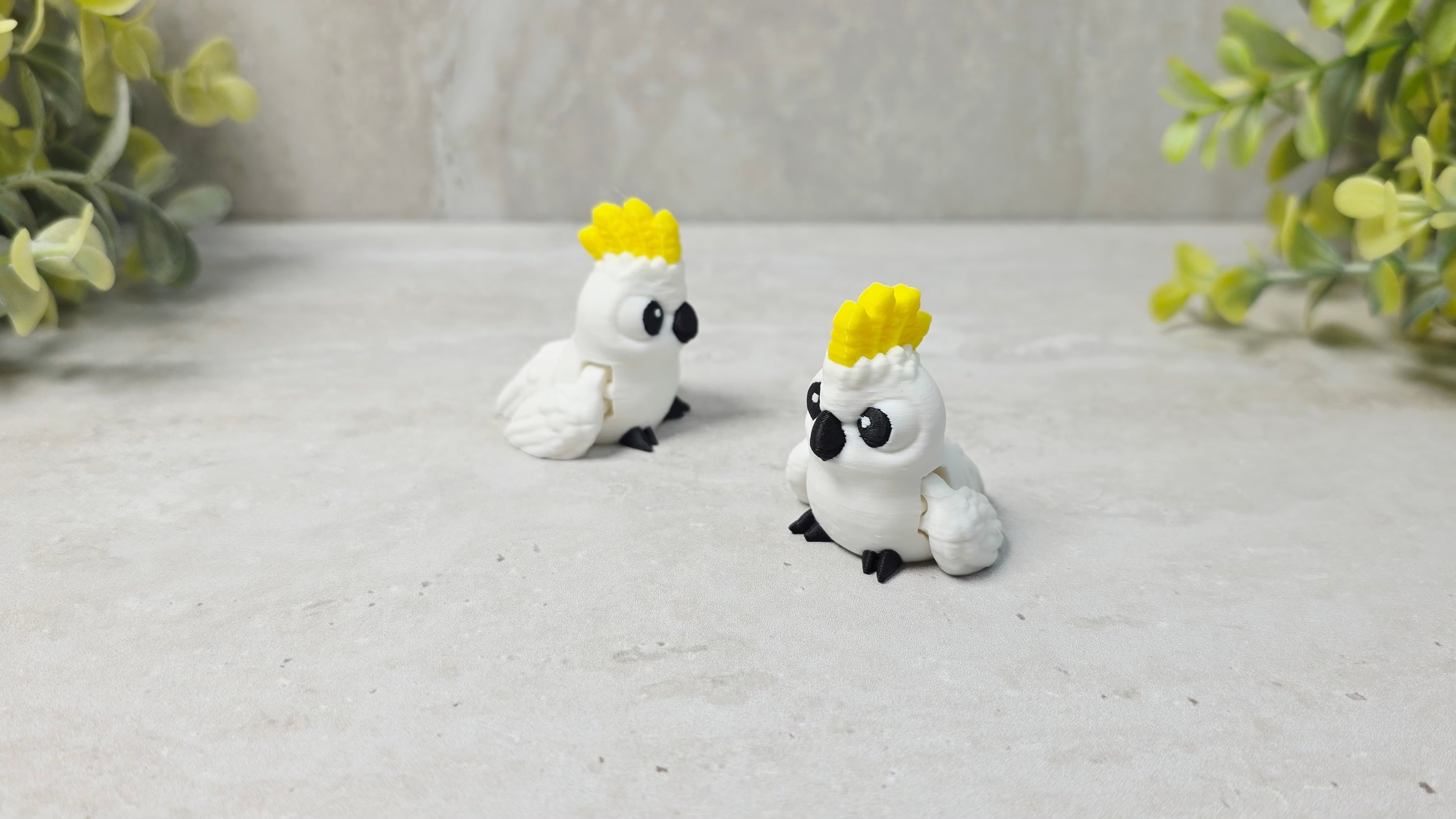 Cockatoo