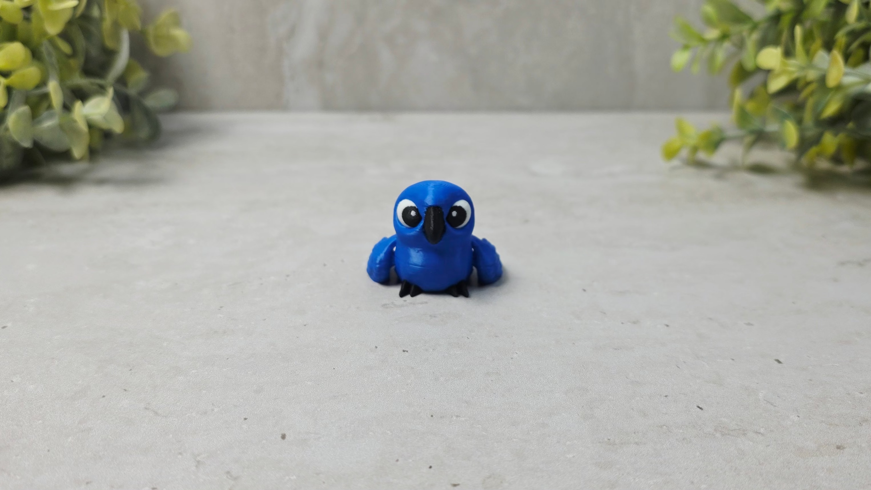 Hyacinth Macaw