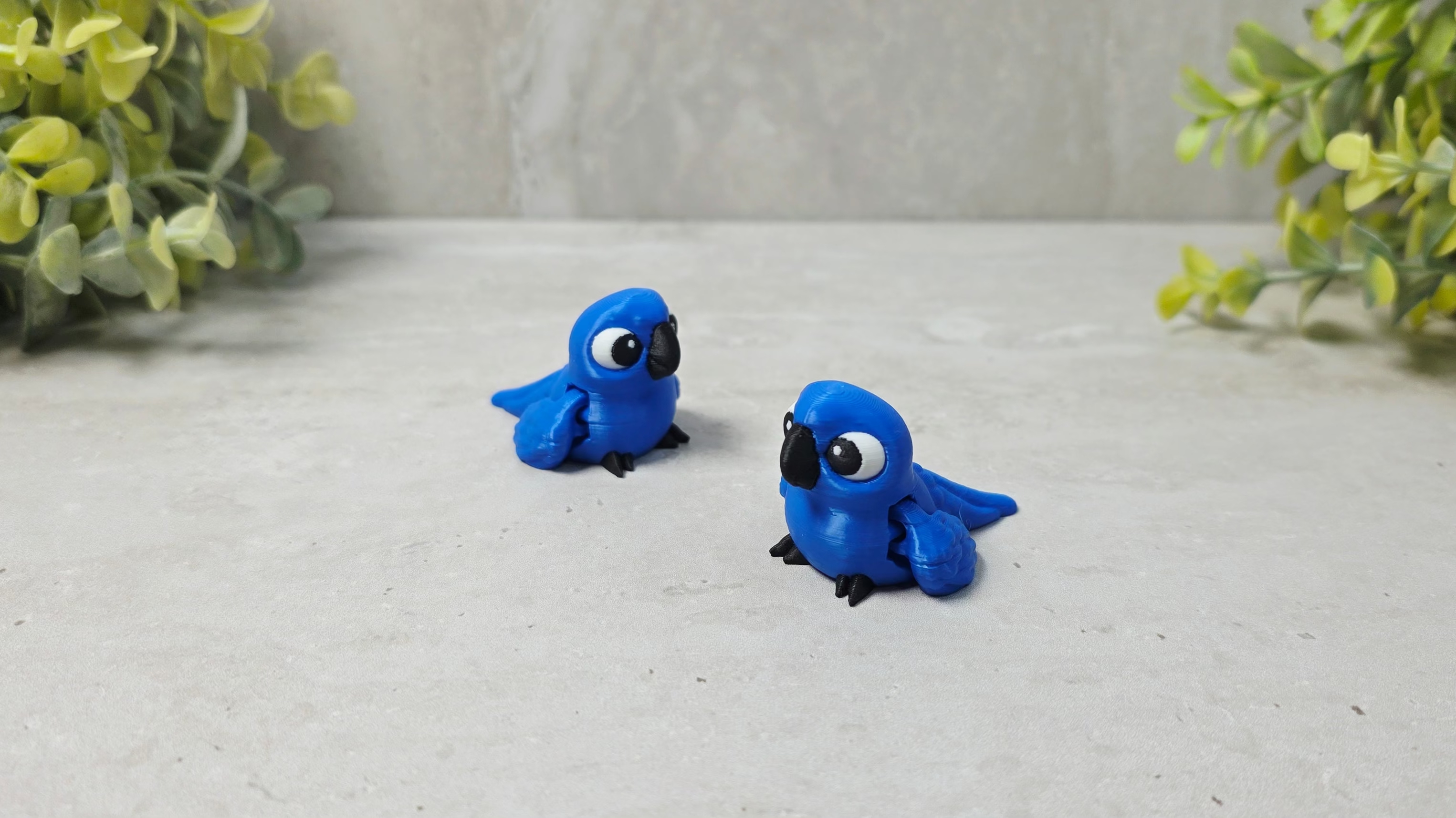 Hyacinth Macaw
